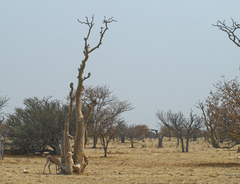 Okaukuejo, Springbok, Moringa